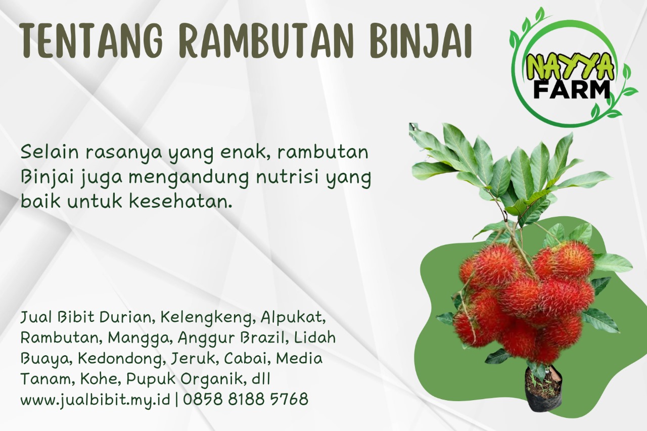 Nayya Farm Cileungsi – Yuk Kenali Tanaman Rambutan Binjai