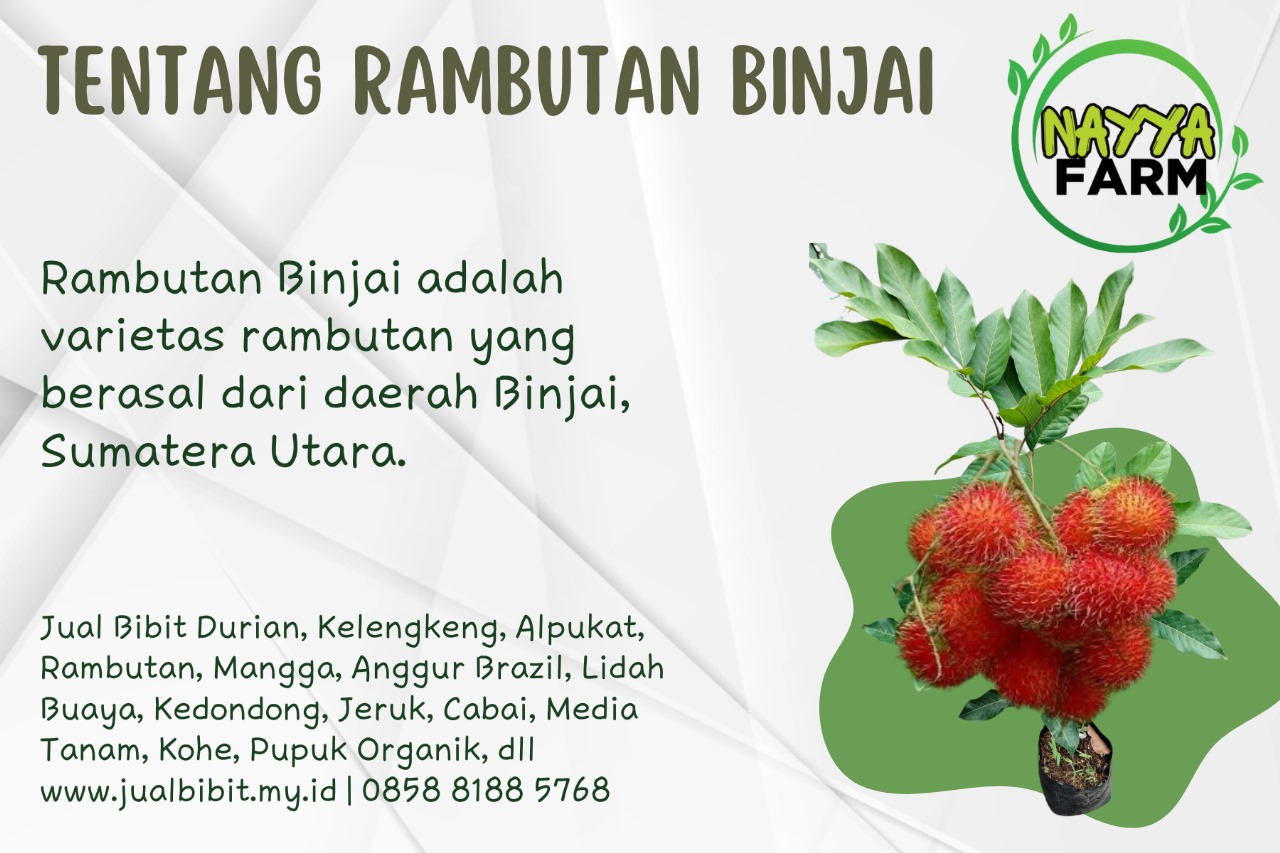 Nayya Farm Cileungsi – Yuk Kenali Tanaman Rambutan Binjai