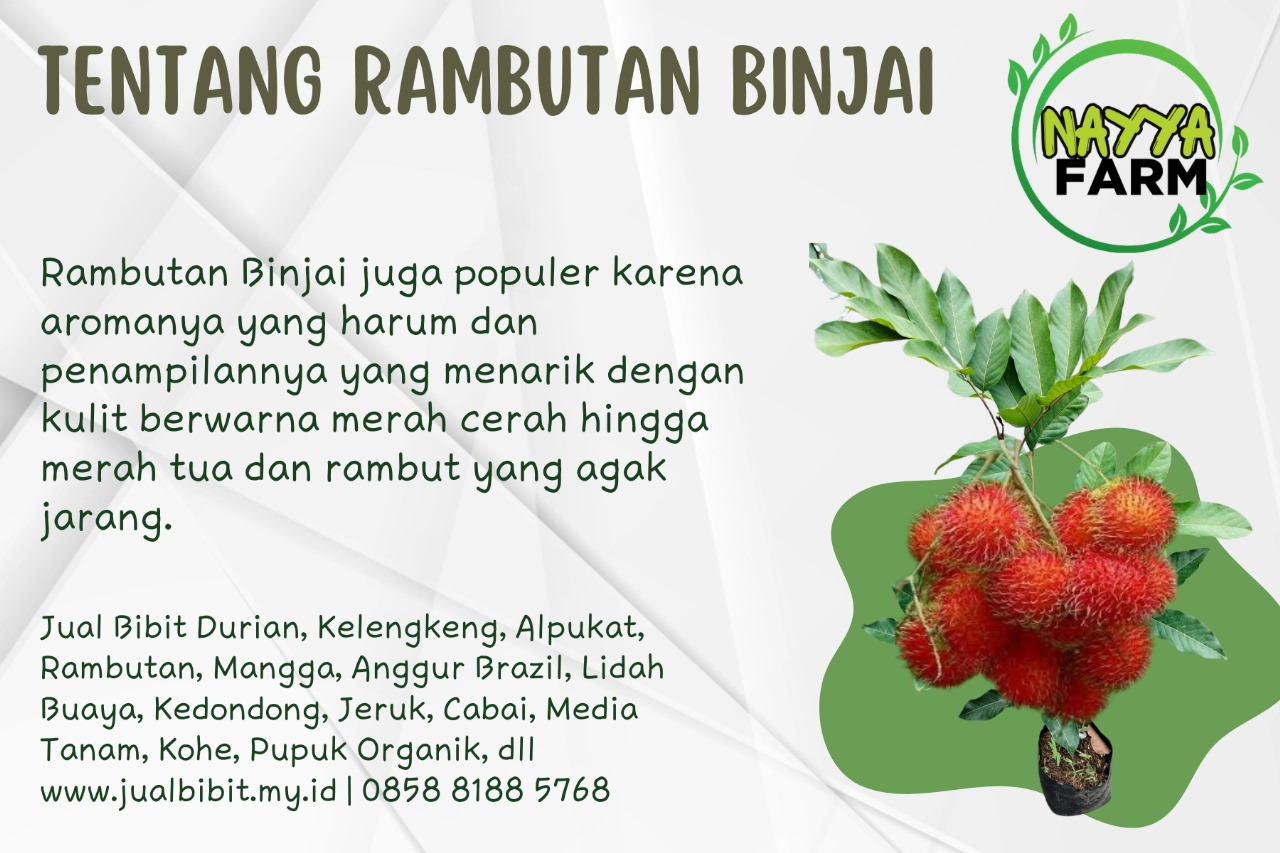 Nayya Farm Cileungsi – Yuk Kenali Tanaman Rambutan Binjai