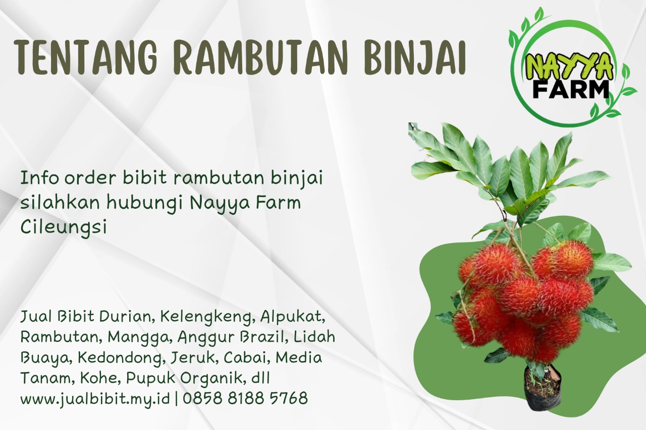 Nayya Farm Cileungsi – Yuk Kenali Tanaman Rambutan Binjai