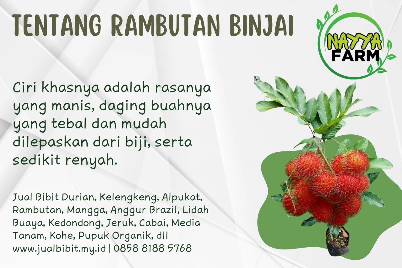 Nayya Farm Cileungsi – Yuk Kenali Tanaman Rambutan Binjai