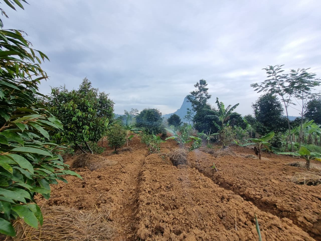 JUAL CEPAT KEBUN DURIAN, MANGGIS YANG SUBUR BISA UNTUK VILLA VIEW SUNGAI DAN GUNUNG BATU