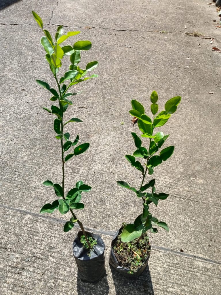 Jual Bibit Kelengkeng Maatalada, daging buahnya tebal dan cepat berbuah, cocok untuk di pekarangan rumah, bisa grosir maupun ecer di Nayya Farm Cileungsi