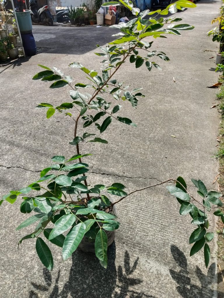 Jual Bibit Kelengkeng Matalada, Daging Buahnya Tebal dan Cepat Berbuah, Cocok untuk di Pekarangan Rumah, Bisa Grosir maupun Ecer di Nayya Farm Cileungsi