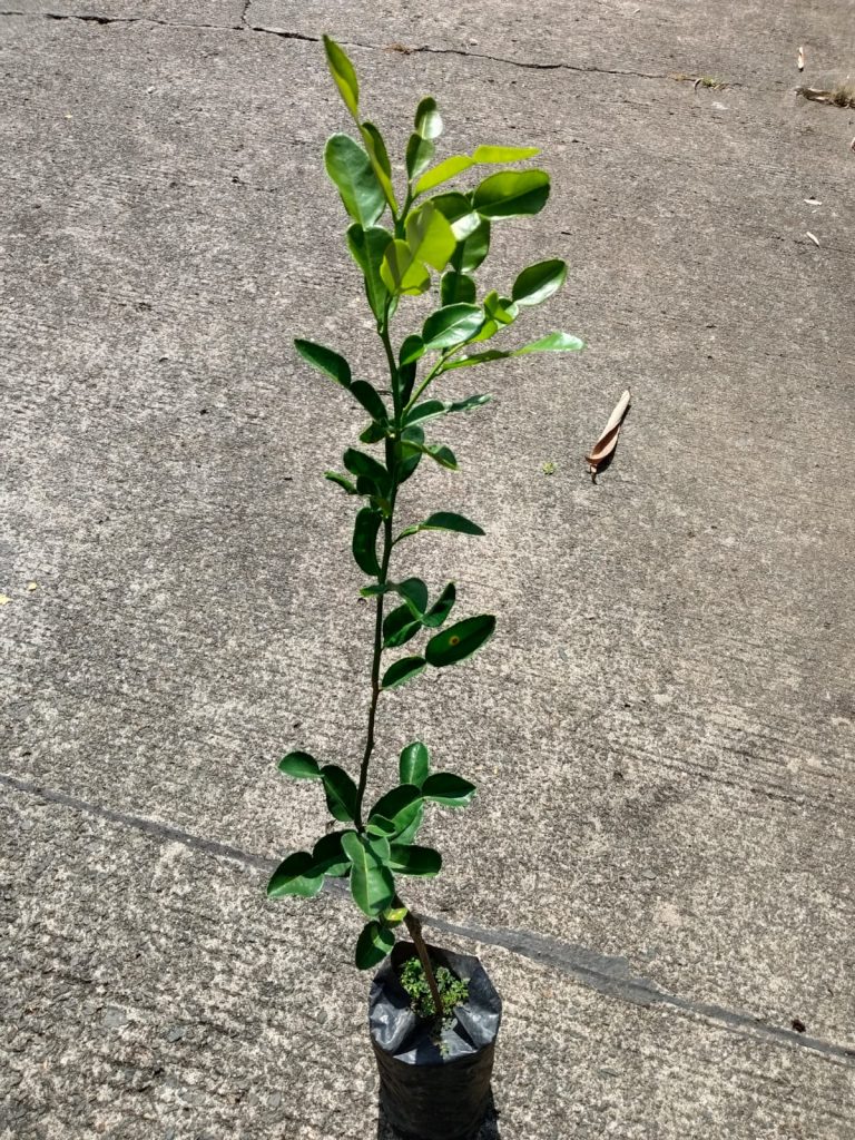 Jual Bibit Kelengkeng Maatalada, daging buahnya tebal dan cepat berbuah, cocok untuk di pekarangan rumah, bisa grosir maupun ecer di Nayya Farm Cileungsi