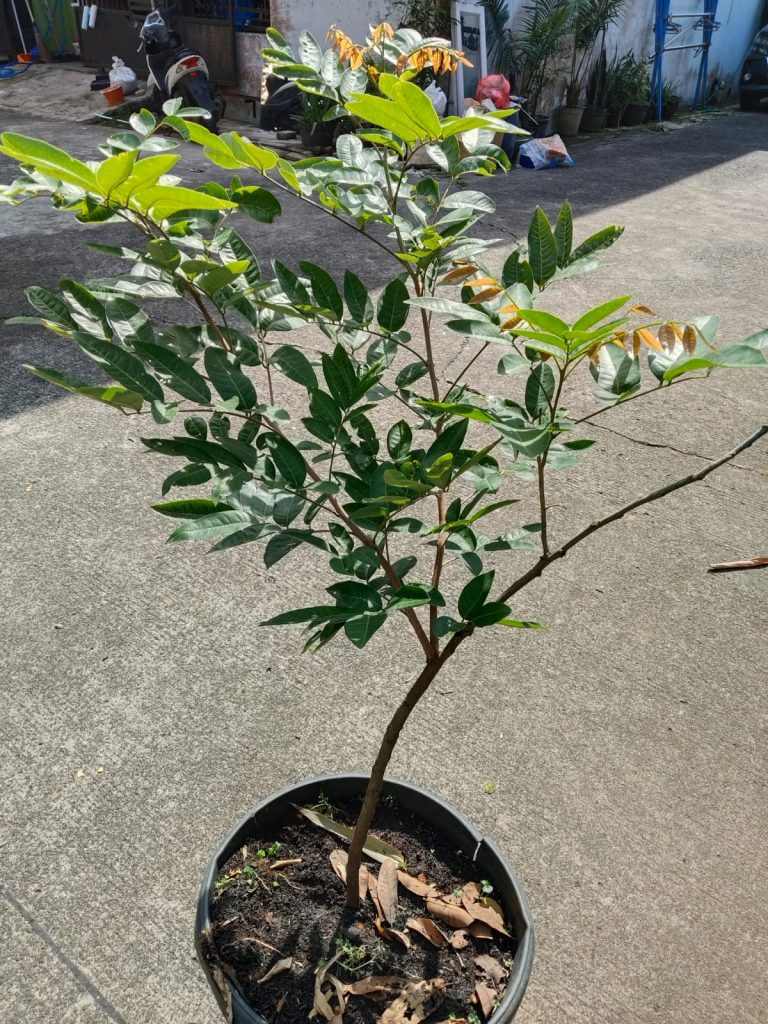 Jual Bibit Kelengkeng Matalada, Daging Buahnya Tebal dan Cepat Berbuah, Cocok untuk di Pekarangan Rumah, Bisa Grosir maupun Ecer di Nayya Farm Cileungsi