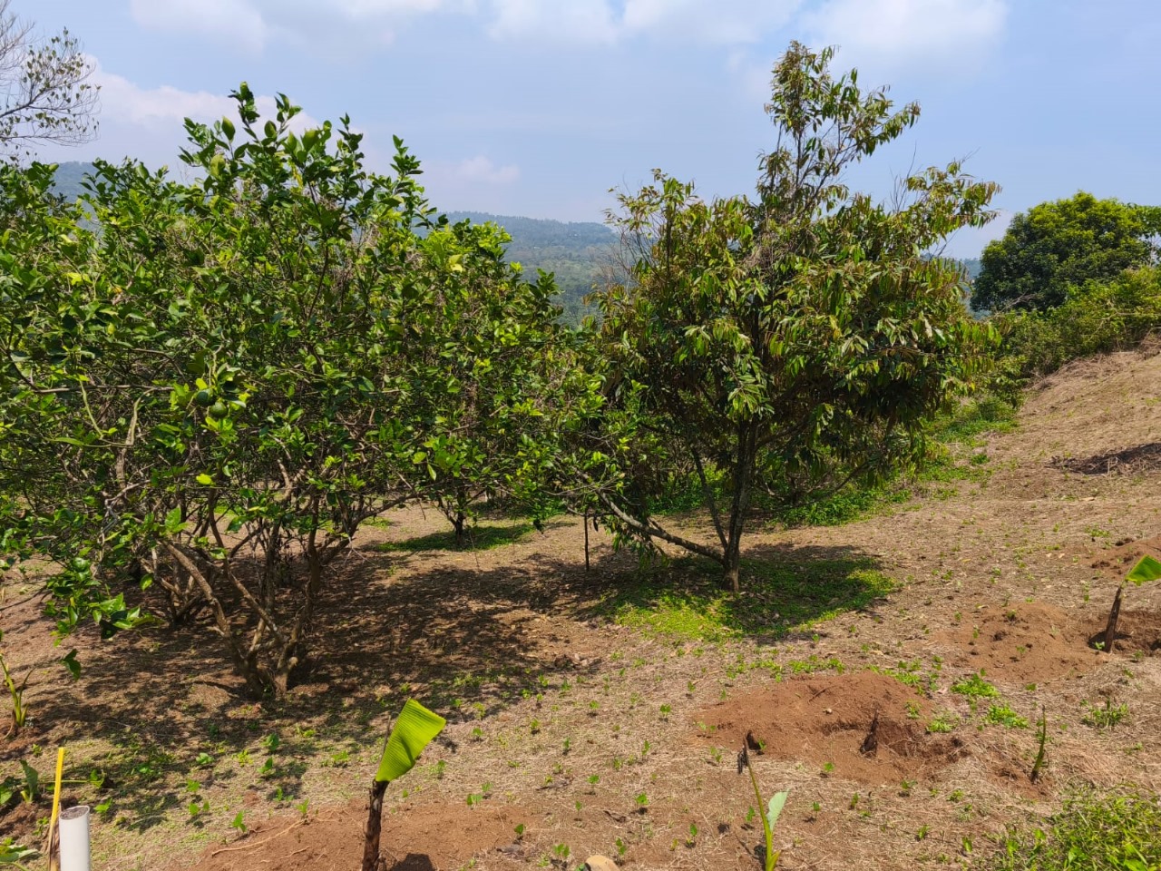 PROMO LAHAN KEBUN DURIAN – SUKAHARJA, SUKAMAKMUR, BOGOR