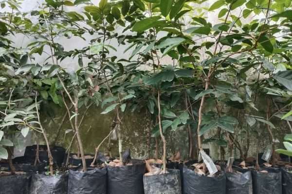 Jual Bibit Rambutan Rapiah dan Binjai di Nayya Farm Cileungsi Bogor, Kontak WA 0821-2038-8854