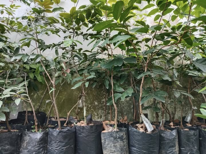Jual Bibit Rambutan Rapiah dan Binjai di Nayya Farm Cileungsi Bogor, Kontak WA 0821-2038-8854
