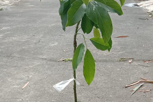 Nayya Farm Cileungsi Menjual Bibit Alpukat Jenis Miki dan Aligator secara Ecer dan Grosir