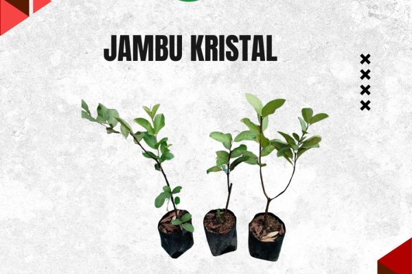 Jual Bibit Jambu Kristal di Nayya Farm Cileungsi bisa Secara Ecer Maupun Grosir