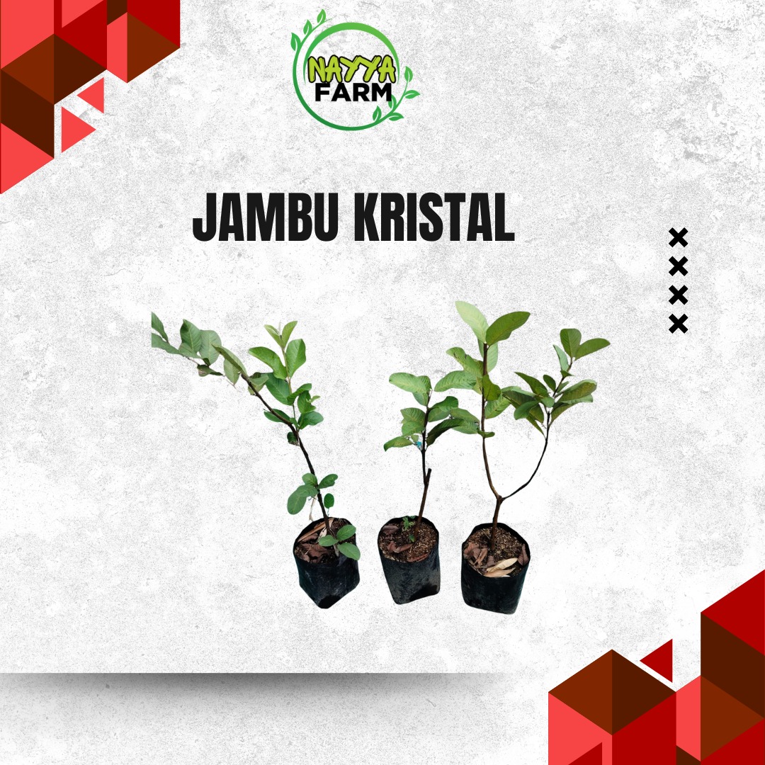 Jual Bibit Jambu Kristal di Nayya Farm Cileungsi bisa Secara Ecer Maupun Grosir