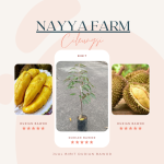 Jual Bibit Durian Bawor bisa Ecer dan Grosir