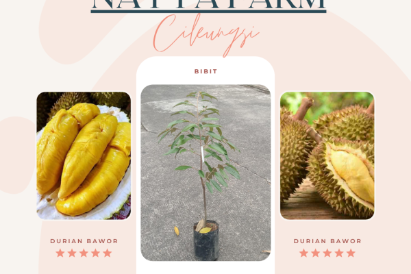 Jual Bibit Durian Bawor bisa Ecer dan Grosir