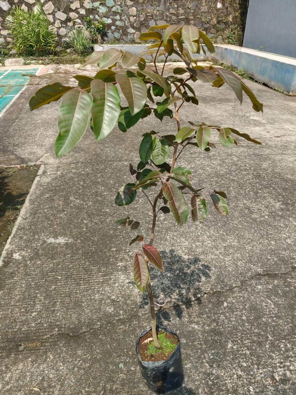 Jual Bibit Kelengkeng Merah Unggul di Nayya Farm Cileungsi – Siap Kirim ke Seluruh Indonesia