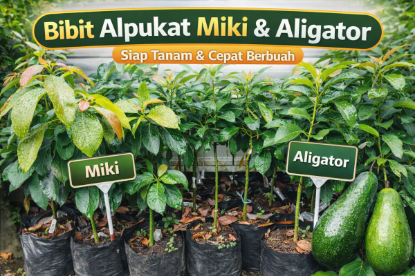 Bibit Alpukat Miki dan Alpukat Aligator, Pilihan Tepat untuk Budidaya Menguntungkan