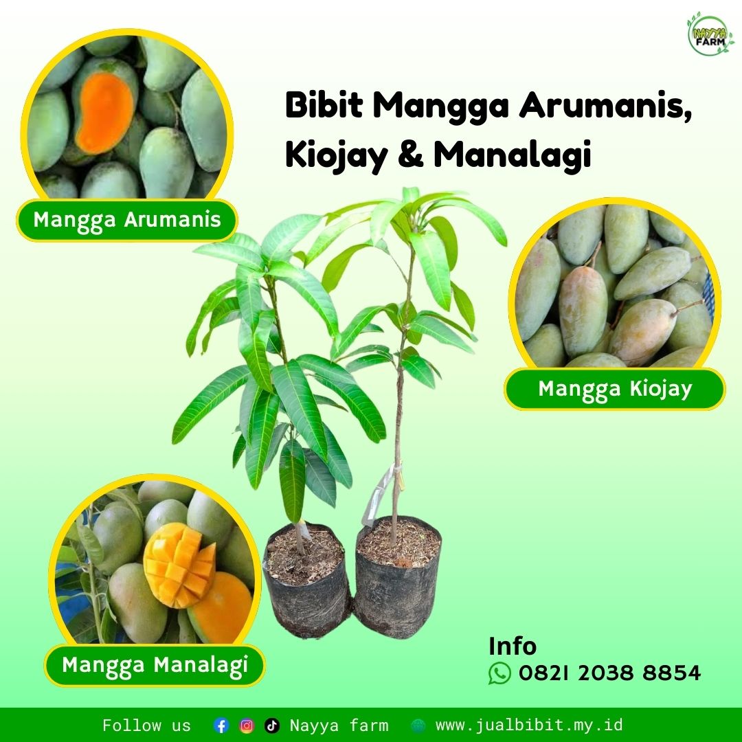 Kenali Mangga Kiojay, Arum Manis, dan Manalagi: Pilihan Tepat untuk Kebun Produktif