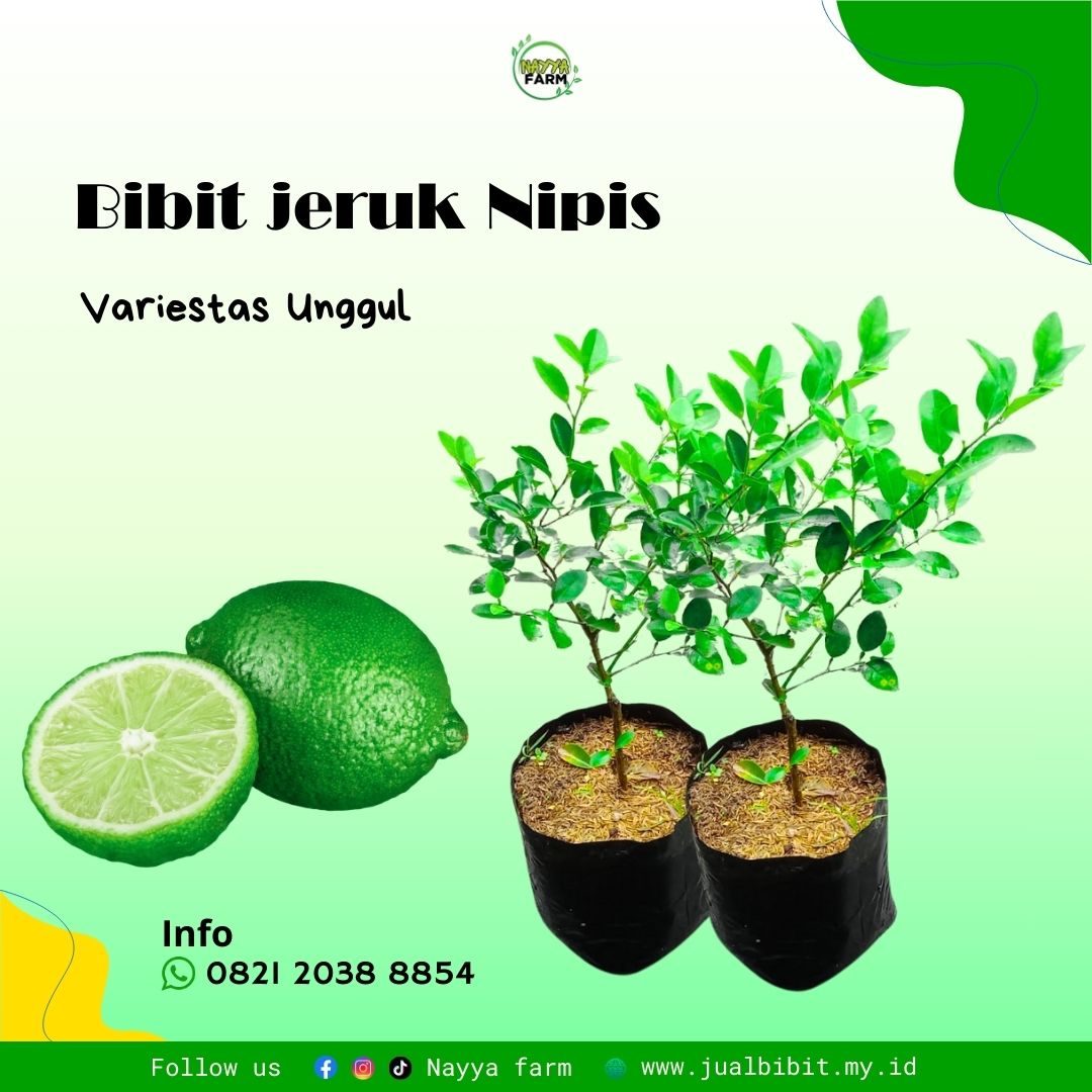 Jeruk Nipis dan Bibit Jeruk Nipis: Panduan Lengkap untuk Budidaya dan Manfaatnya