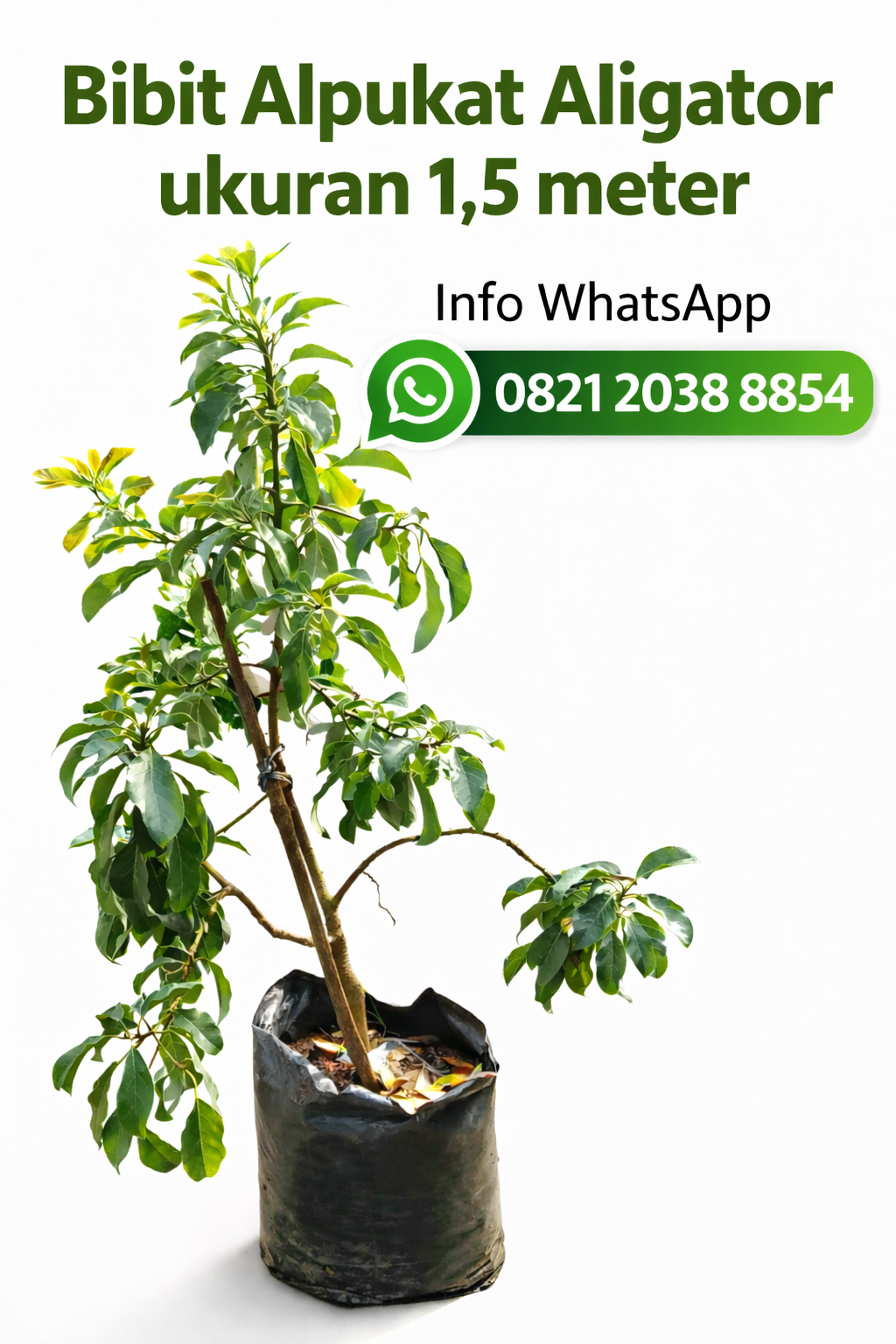 Bibit Alpukat Aligator Unggul di Nayya Farm Cileungsi