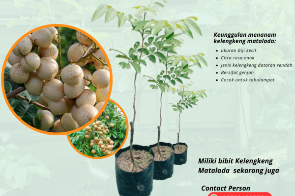 Bibit Kelengkeng Matalada Asli – Pilihan Tepat untuk Pecinta Buah Manis