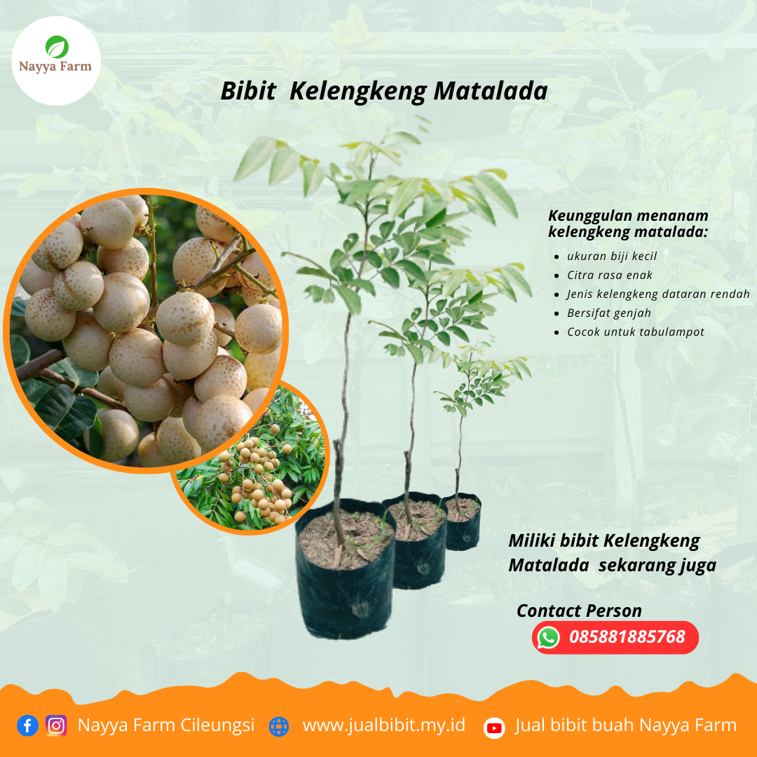 Bibit Kelengkeng Matalada Asli – Pilihan Tepat untuk Pecinta Buah Manis
