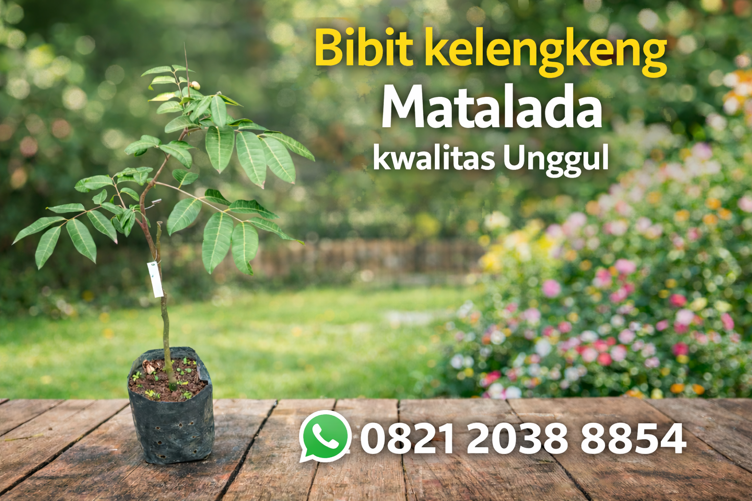 Kelengkeng Matalada: Kelengkeng Unggul Cepat Berbuah dan Manis