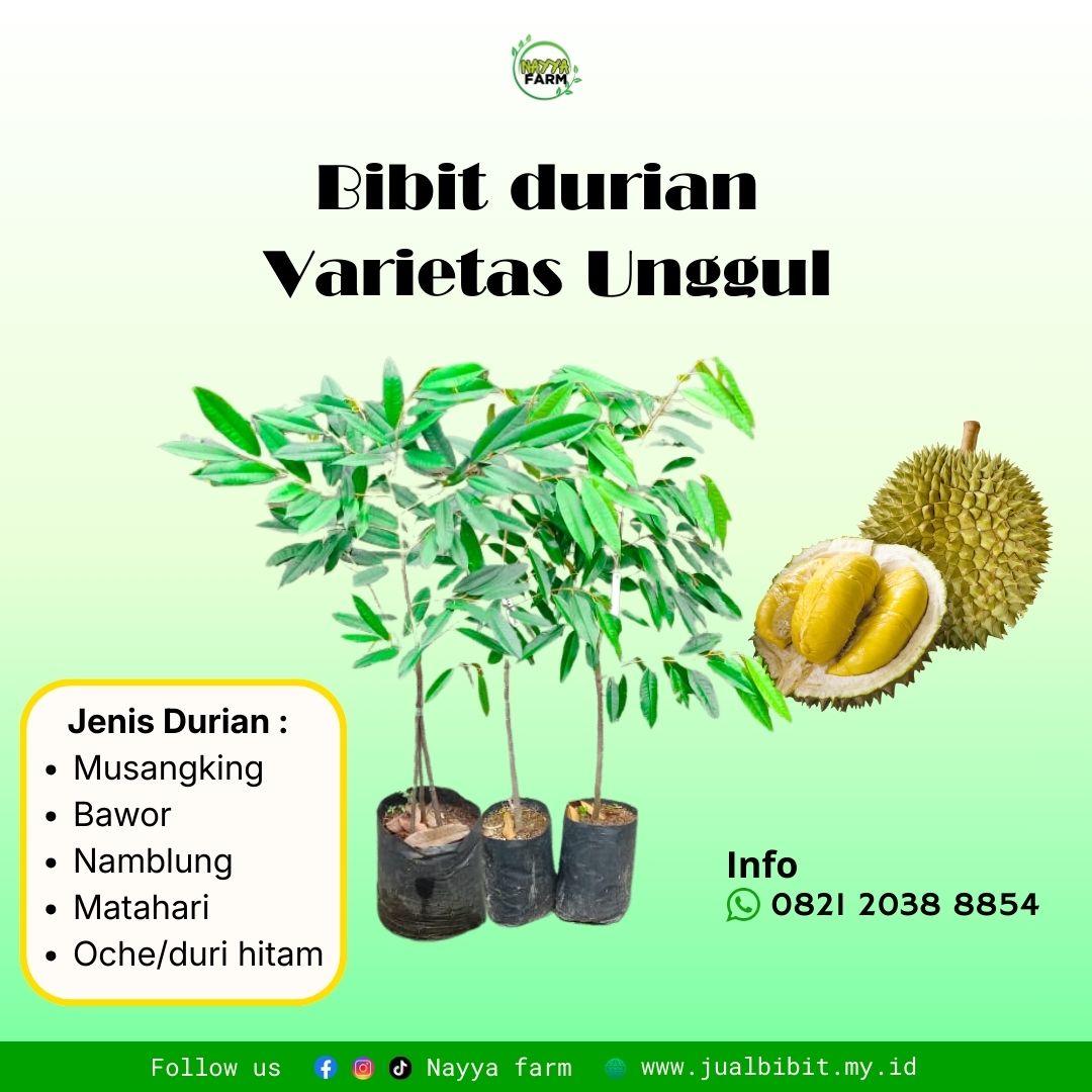 Durian Namblung dan Durian Matahari: Ciri, Keunggulan, dan Peluang Budidaya