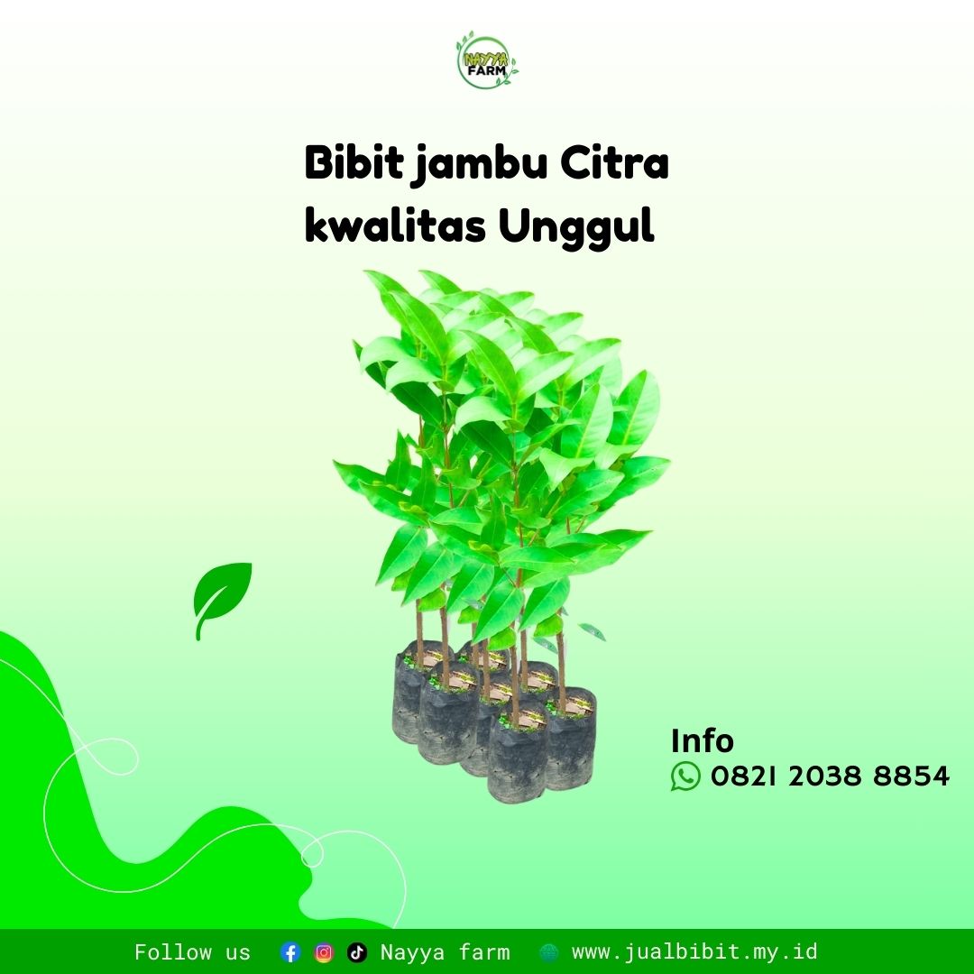 Jambu Citra: Varietas Jambu Biji Unggul dengan Rasa Manis dan Produktivitas Tinggi