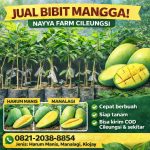 Jual Bibit Mangga Kiojay, Arumanis, dan Manalagi Bisa COD Area Cileungsi