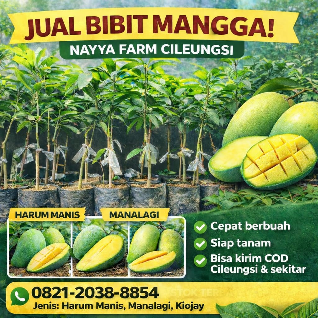 Jual Bibit Mangga Kiojay, Arumanis, dan Manalagi Bisa COD Area Cileungsi
