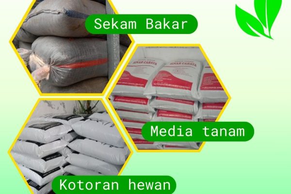 Media Tanam dari Kotoran Hewan, Sekam Bakar, dan Sekam Mentah untuk Tanaman yang Subur
