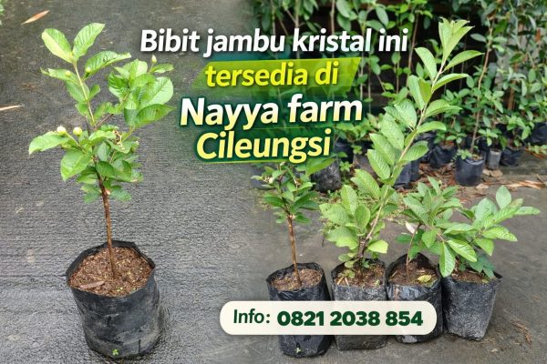 Bibit Jambu Kristal: Tanaman Buah Favorit yang Mudah Ditanam di Rumah