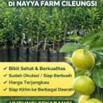 jual bibit jeruk santang madu di cileungsi