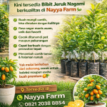 jual bibit jeruk nagami di nayya farm cileungsi