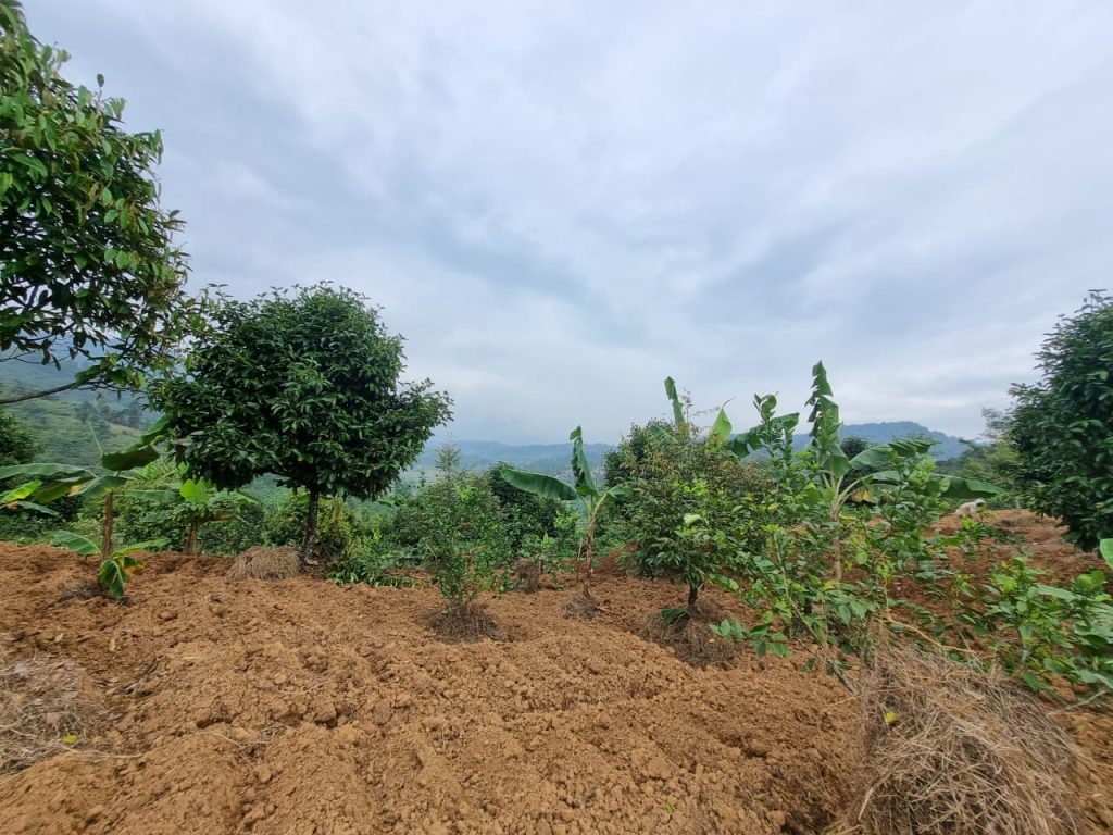 JUAL CEPAT KEBUN DURIAN, MANGGIS YANG SUBUR BISA UNTUK VILLA VIEW SUNGAI DAN GUNUNG BATU