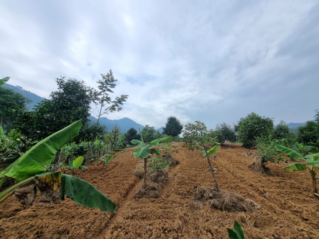 JUAL CEPAT KEBUN DURIAN, MANGGIS YANG SUBUR BISA UNTUK VILLA VIEW SUNGAI DAN GUNUNG BATU