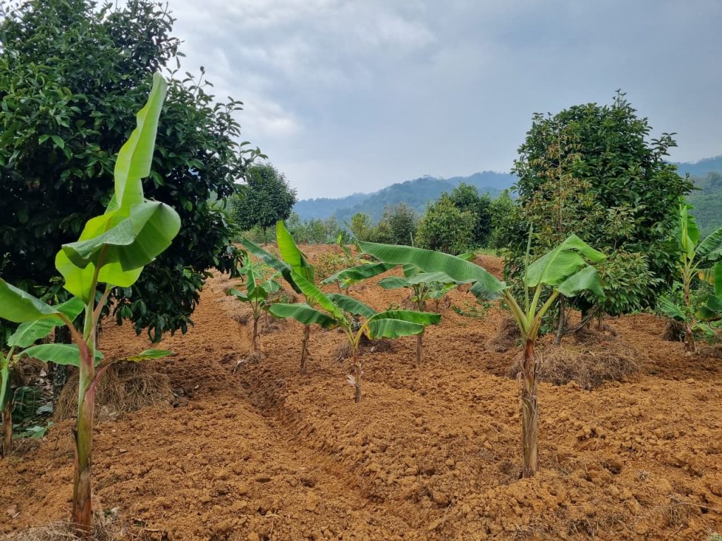 JUAL CEPAT KEBUN DURIAN, MANGGIS YANG SUBUR BISA UNTUK VILLA VIEW SUNGAI DAN GUNUNG BATU