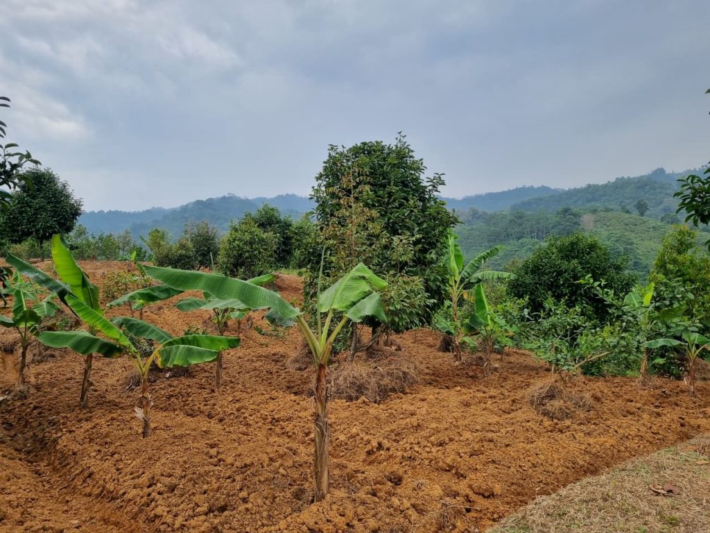 JUAL CEPAT KEBUN DURIAN, MANGGIS YANG SUBUR BISA UNTUK VILLA VIEW SUNGAI DAN GUNUNG BATU