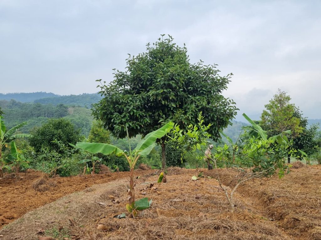 JUAL CEPAT KEBUN DURIAN, MANGGIS YANG SUBUR BISA UNTUK VILLA VIEW SUNGAI DAN GUNUNG BATU