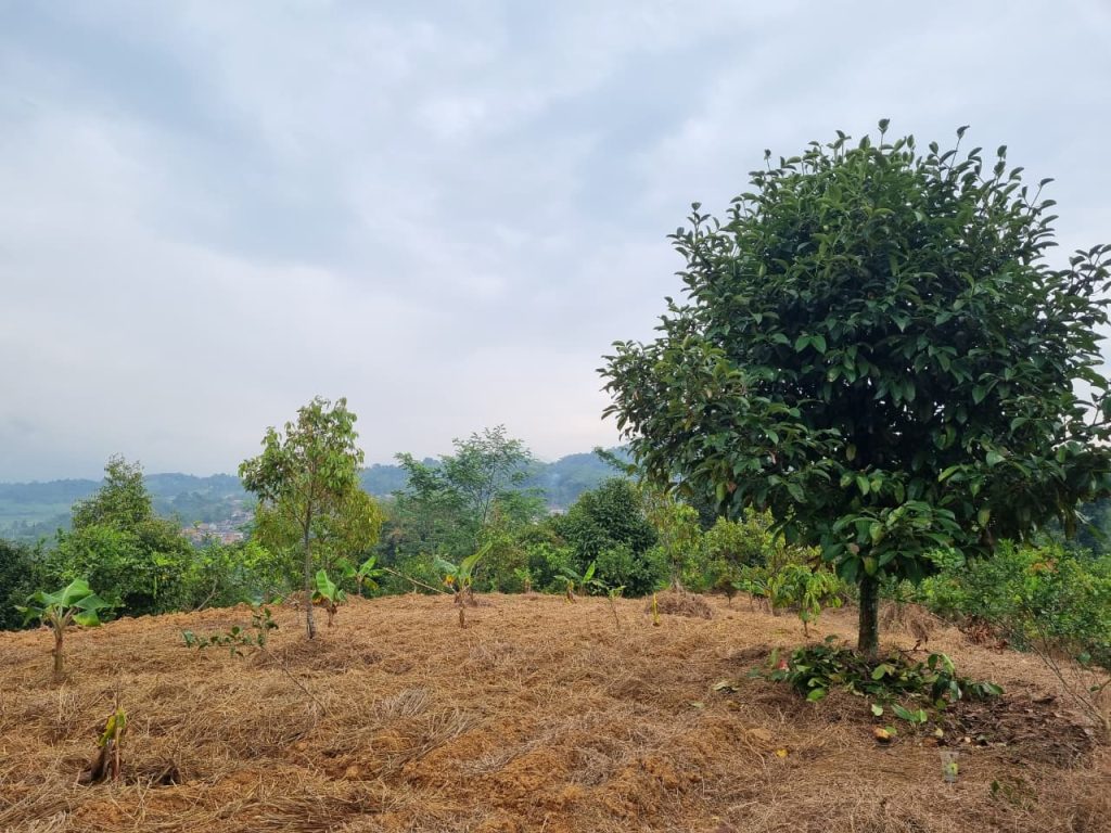 JUAL CEPAT KEBUN DURIAN, MANGGIS YANG SUBUR BISA UNTUK VILLA VIEW SUNGAI DAN GUNUNG BATU