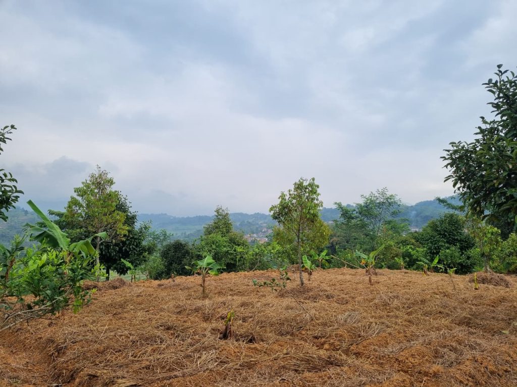 JUAL CEPAT KEBUN DURIAN, MANGGIS YANG SUBUR BISA UNTUK VILLA VIEW SUNGAI DAN GUNUNG BATU