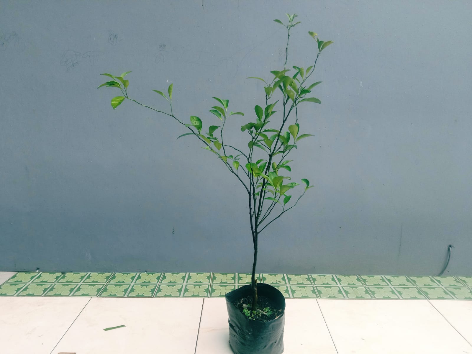 Jual Bibit Jeruk Nipis di Nayya Farm Cileungsi – Bibit Unggul Siap Tanam