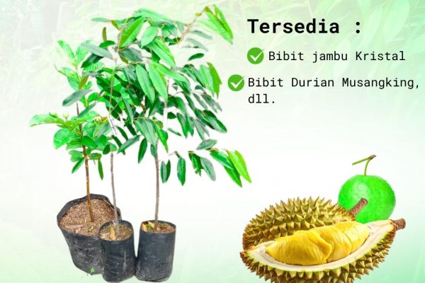 bibit durian musang king, jual bibit durian musang king cileungsi, harga bibit durian musang king, nayya farm cileungsi, bibit durian unggul, durian musang king asli