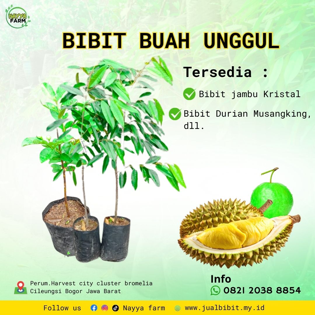 bibit durian musang king, jual bibit durian musang king cileungsi, harga bibit durian musang king, nayya farm cileungsi, bibit durian unggul, durian musang king asli