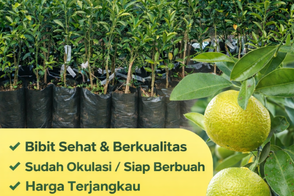 jual bibit jeruk santang madu di cileungsi