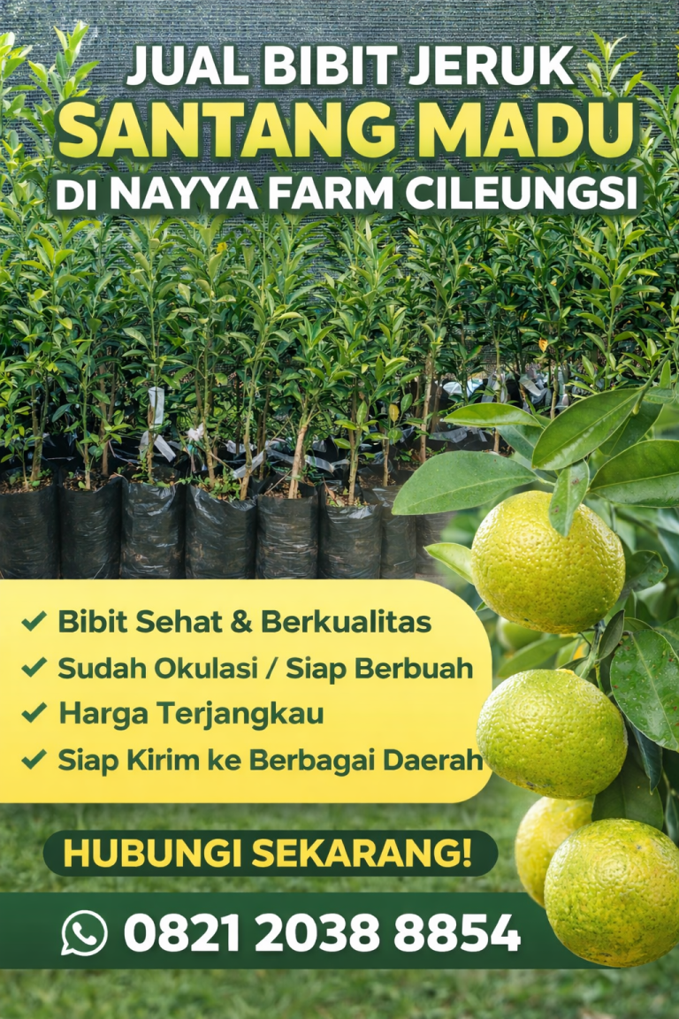 Jual Bibit Jeruk Santang Madu di Nayya Farm Cileungsi