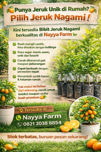jual bibit jeruk nagami di nayya farm cileungsi