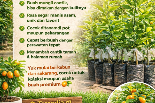 jual bibit jeruk nagami di nayya farm cileungsi