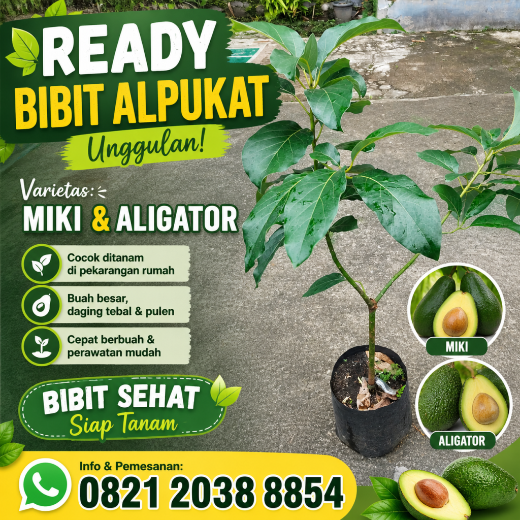 Jual Bibit Alpukat Miki dan Aligator Berkualitas, Cepat Berbuah & Siap Tanam di Nayya Farm Cileungsi Bogor