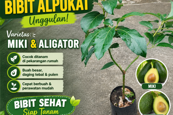 Jual Bibit Alpukat Miki dan Aligator Berkualitas, Cepat Berbuah & Siap Tanam di Nayya Farm Cileungsi Bogor